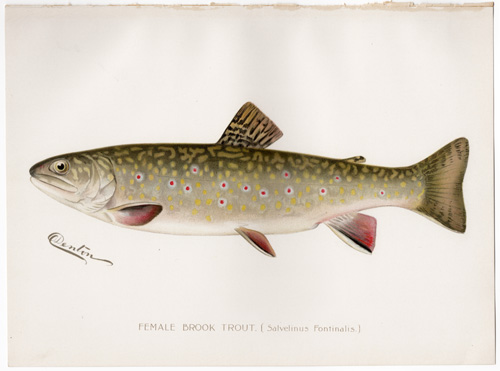MALE BROOK TROUT Denton fish lithograph from 1897